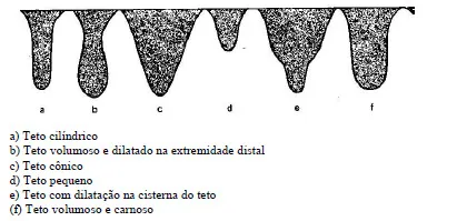 Tipos de tetos das vacas