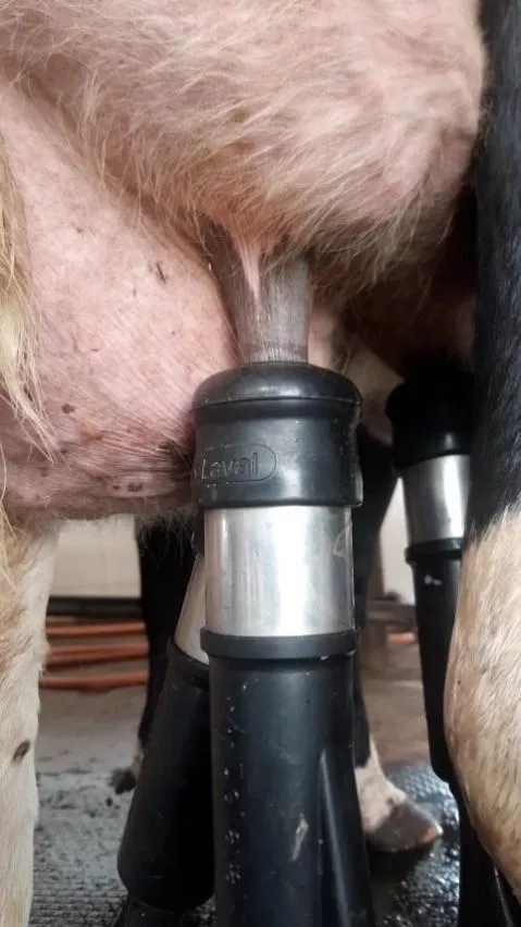 Teteira deslizando do teto da vaca