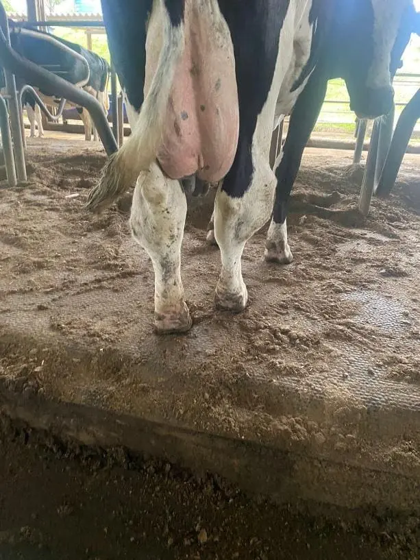 Animal no sistema de Free Stall apresentando proeminências na região do jarrete devido à má qualidade da cama.