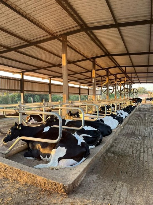 Vacas na cama do sistema free stall