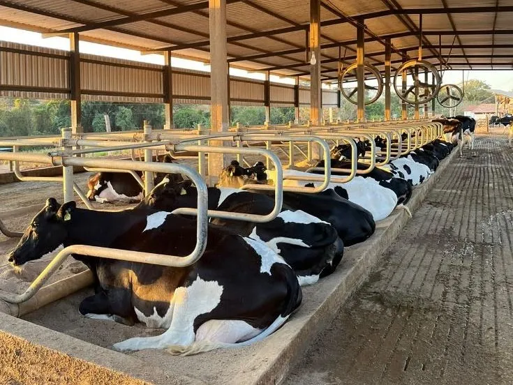 Vacas em sistema de free stall