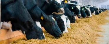 Vacas leiteiras recebendo dieta