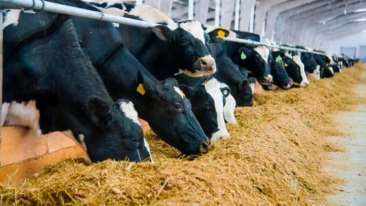 Vacas leiteiras recebendo dieta