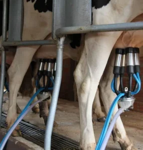 Vaca leiteira sendo ordenhada
