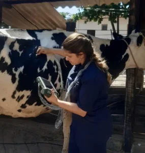 Veterinária realizando ultrassonografia em bovino leiteiro