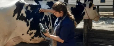 Veterinária realizando ultrassonografia em bovino leiteiro