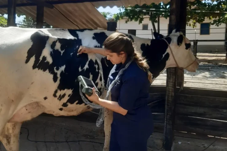 Veterinária realizando ultrassonografia em bovino leiteiro