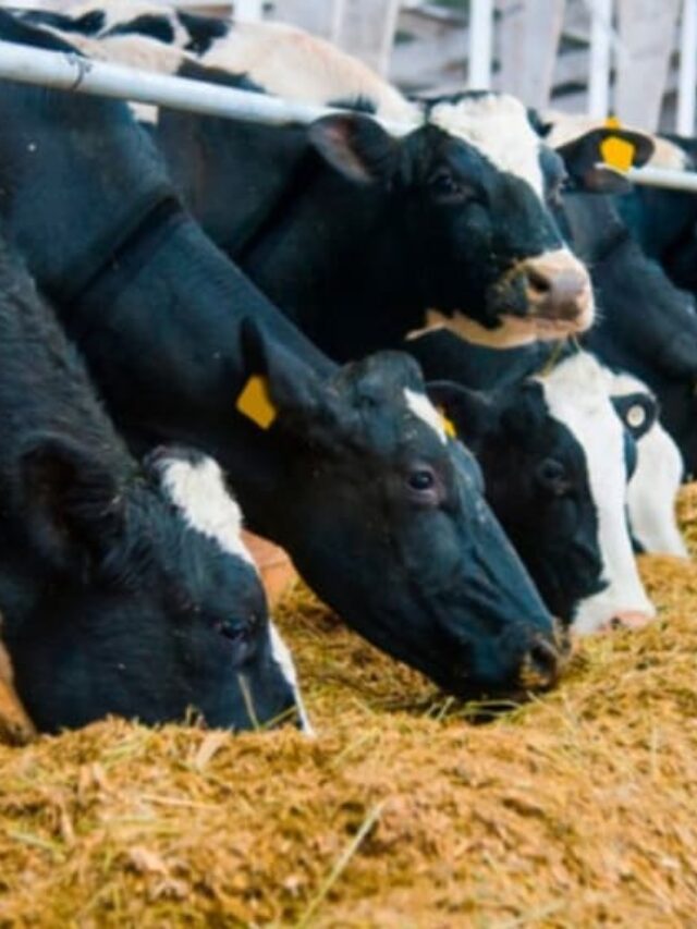 Como a nutrição impacta na reprodução de bovinos?