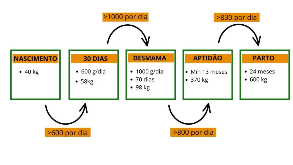 Exemplo de metas de ganho de peso