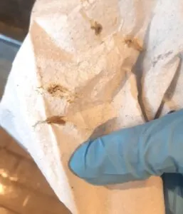 Papel toalha após a realização do teste para avaliação da sujidade da ponta de teto, conferindo a esse teto um escore 4