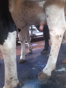 Incorreta aplicação do pós-dipping, onde o mesmo não é aplicado cobrindo toda superfície do teto