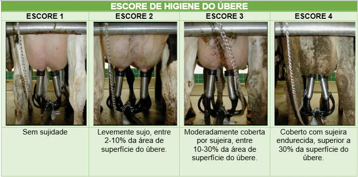 Tabela com escore de higiene do úbere