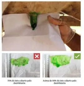 Teste do papel toalha em teto de vaca