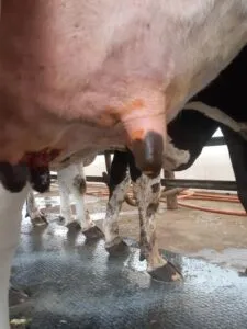 Incorreta aplicação do pós-dipping, onde o mesmo não é aplicado cobrindo toda superfície do teto
