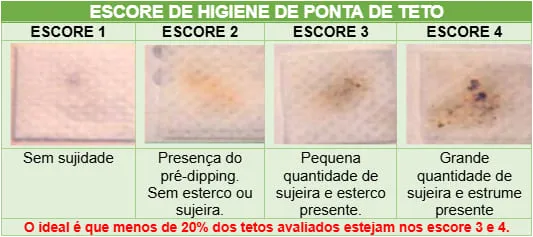 Tabela com o escore de higiene de ponta de teto