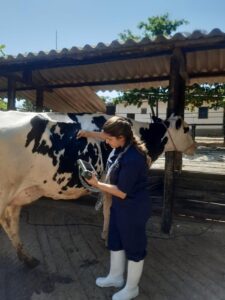 Técnica realizando a avaliação pulmonar em vaca leiteira
