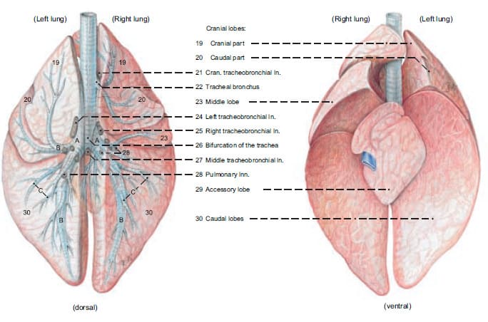 Ilustração da anatomia do trato respiratório dos bovinos