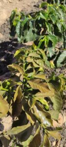 Sintomas do ácaro vermelho em plantas de café