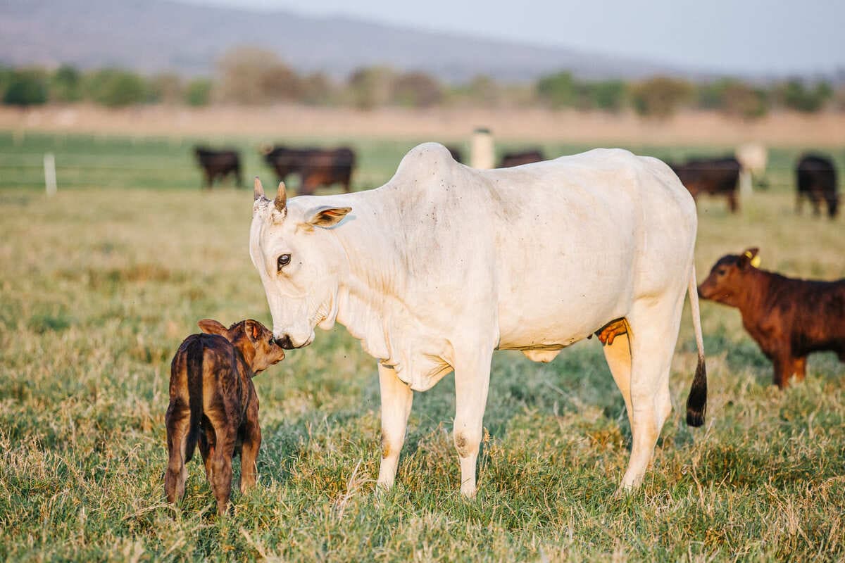 Vacinas reprodutivas para bovinos de corte: conheça as principais