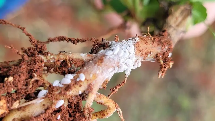 Cochonilhas alojadas no sistema radicular de Bidens pilosa (Picão preto)