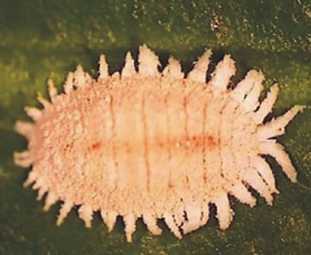 Fêmea da cochonilha