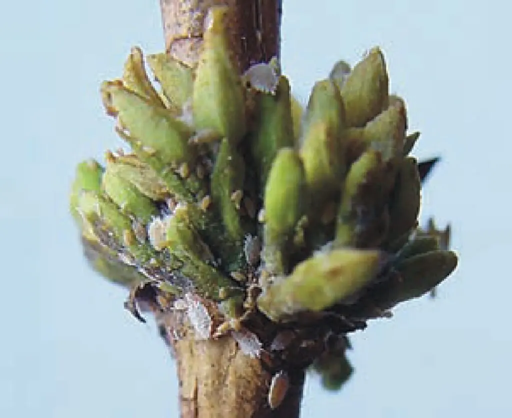 Colônia da cochonilha em roseta de cafeeiro arábica