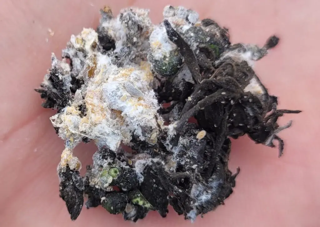 Substância lanuginosa branca que envolve as colônias da cochonilha da roseta