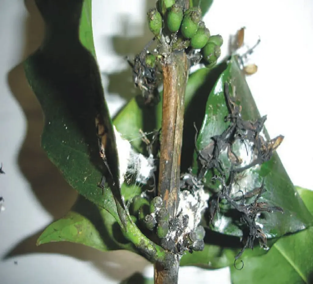 Danos ocasionados pela cochonilha em cafeeiro arábica