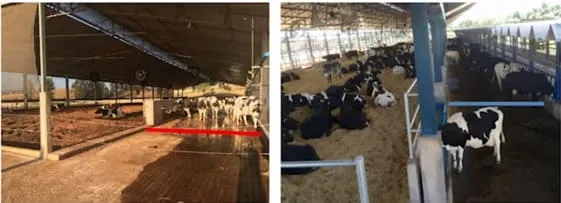 Imagens de duas pistas de alimentação para vaca