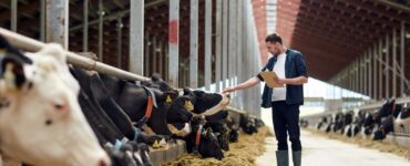 Centro de custos e contas gerenciais em fazenda leiteira