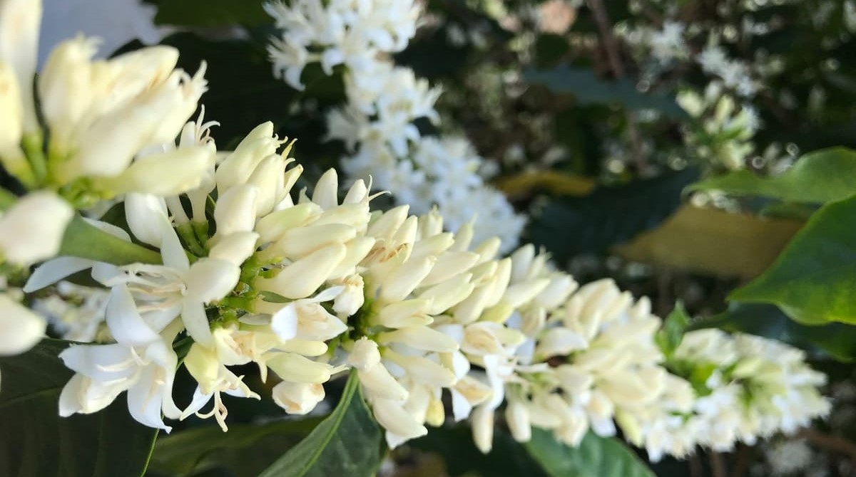 Florada do café: veja quais são os principais fatores de interferência