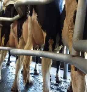Vacas em um local de ordenha