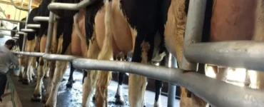 Vacas em um local de ordenha