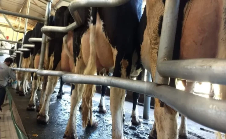 Vacas em um local de ordenha