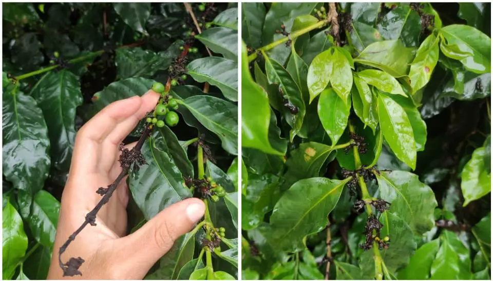Doença de phoma causando seca de ponteiro e mumificação de chumbinhos em cafeeiro arábica