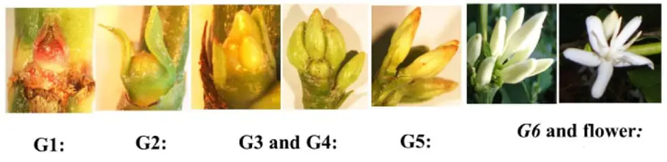 Estágios do desenvolvimento floral do cafeeiro arábica