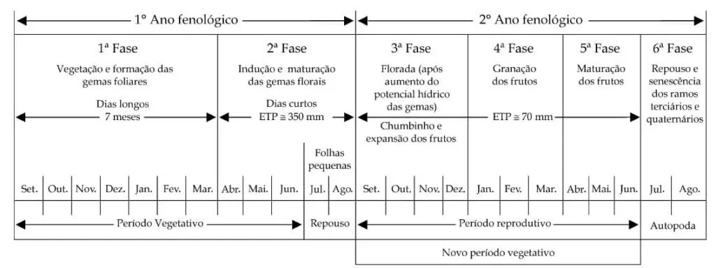 Esquematização das seis fases fenológicas do cafeeiro arábica