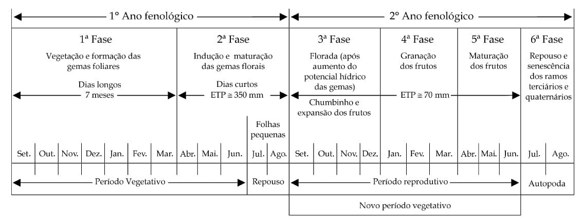 Esquematização das seis fases fenológicas do cafeeiro arábica