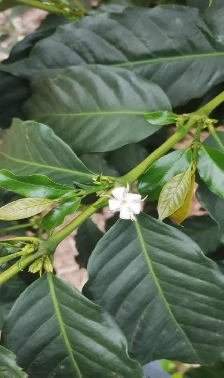 Diferenciação da gema em estrutura vegetativa (ramo secundário) e estrutura reprodutiva (flor).