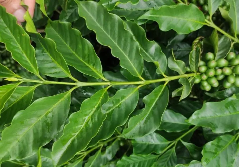 Dois pares de folhas pequenas, separando os anos fenológicos do cafeeiro arábica