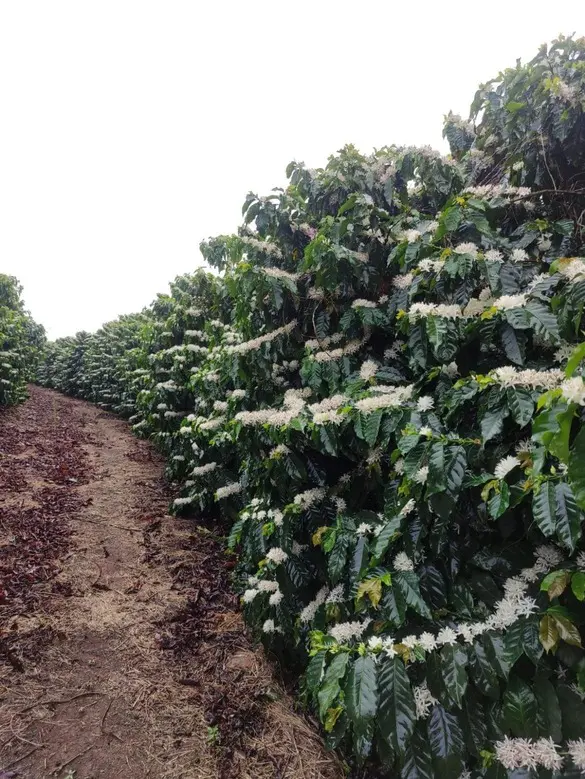 Cafeeiro arábica após a aberturas das flores