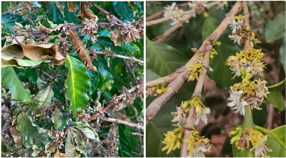 Alta temperatura prejudicando o desenvolvimento adequado da flor do cafeeiro