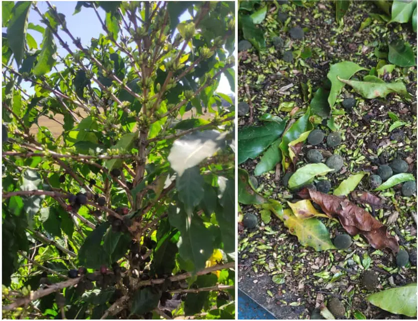 Frutos secos e botões florais em cafeeiro