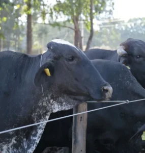 Vacas leiteiras da cor preta