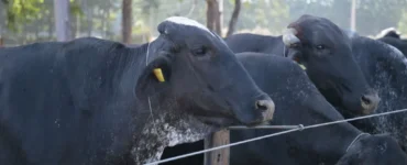 Vacas leiteiras da cor preta