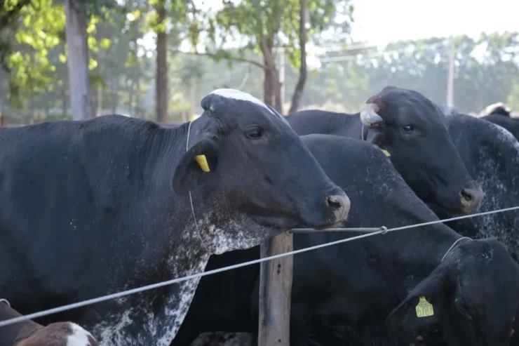 Vacas leiteiras da cor preta