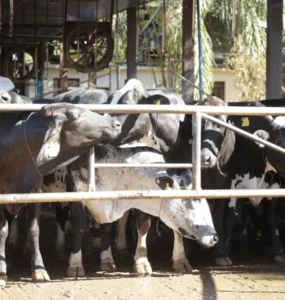 Vacas leiteiras em uma fazenda