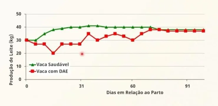 Curva de lactação estimada para 100 dias de lactação de vacas saudáveis ou com DAE