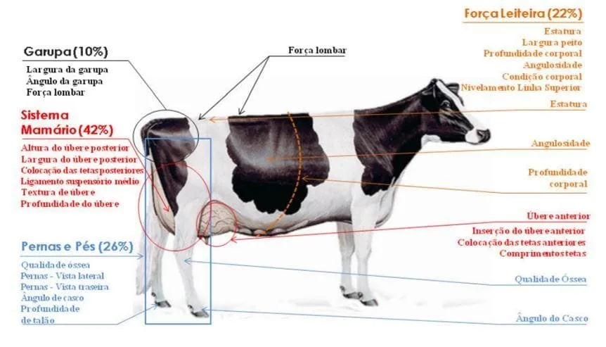 Sistema de avaliação das vacas para a Classificação Para Tipo