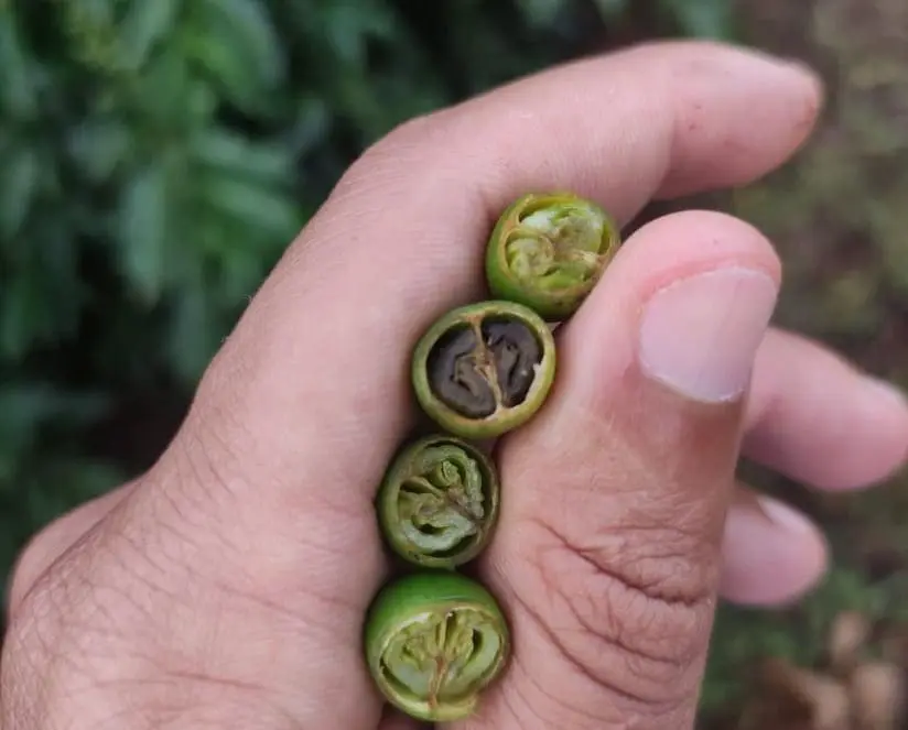 Frutos de café chochos em decorrência de déficit hídrico e altas temperaturas